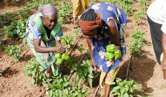 Les sites d'irrigation 